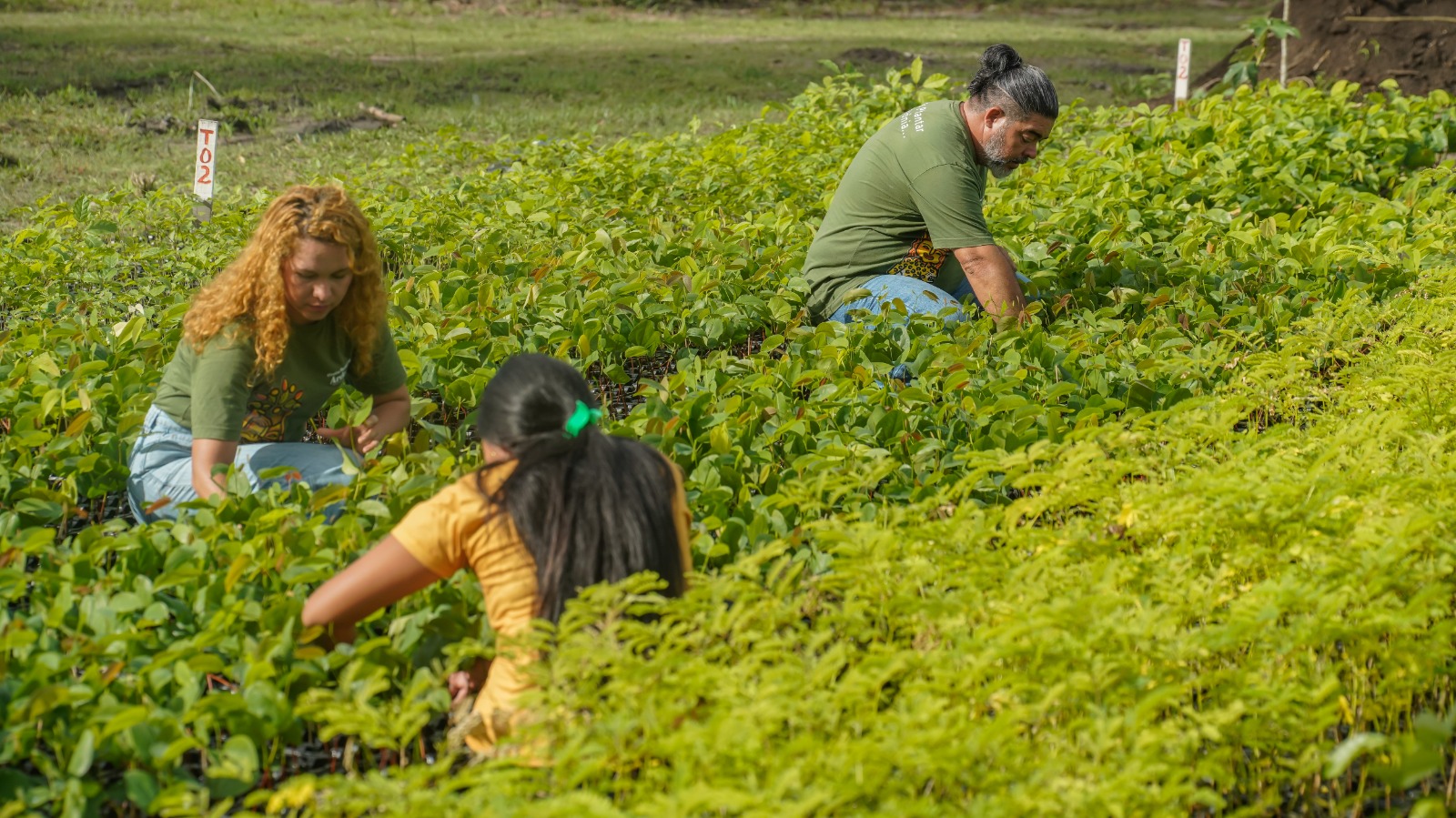 De área degradada a referência na Amazônia: viveiro deve atingir 250 mil mudas em 2026 De área degradada a referência na Amazônia: viveiro deve atingir 250 mil mudas em 2026