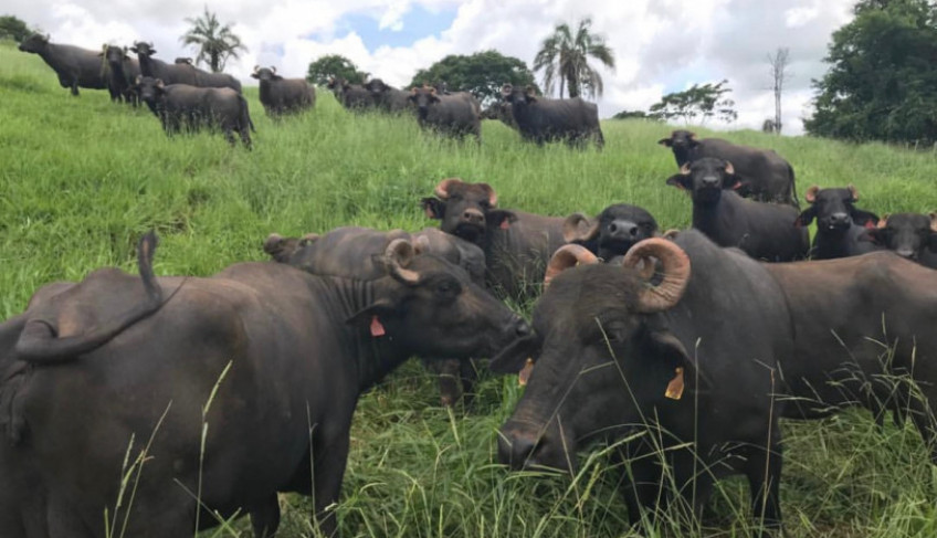 ASN Nacional - Agência Sebrae de Notícias