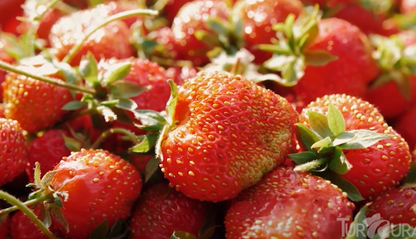 ASN Nacional - Agência Sebrae de Notícias