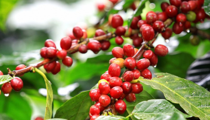 ASN Nacional - Agência Sebrae de Notícias