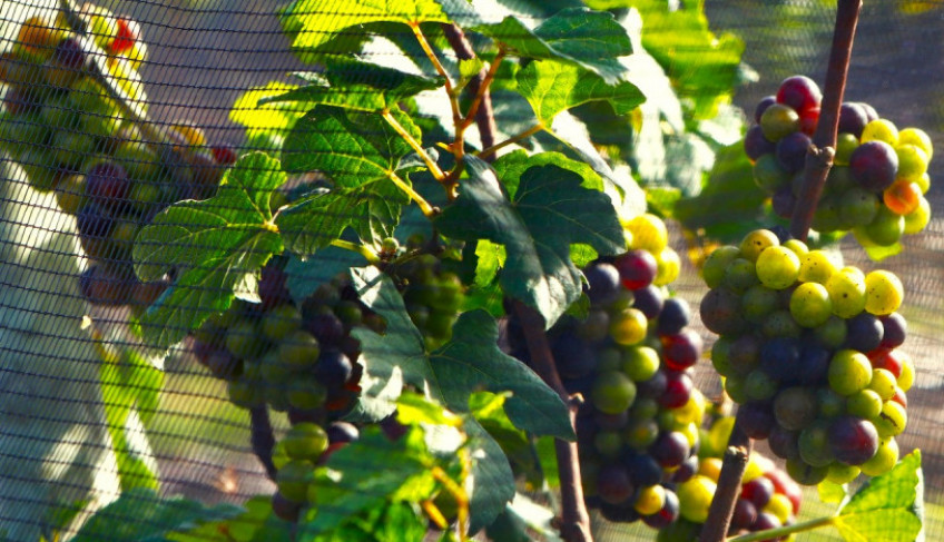 ASN Nacional - Agência Sebrae de Notícias