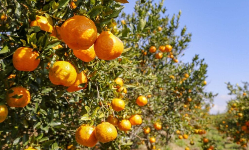 ASN Nacional - Agência Sebrae de Notícias