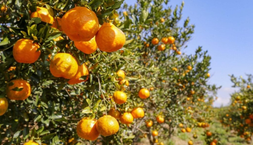 ASN Nacional - Agência Sebrae de Notícias