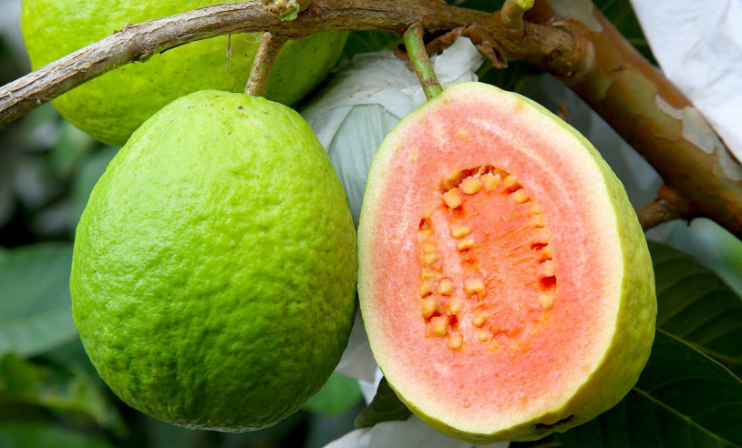 ASN Nacional - Agência Sebrae de Notícias