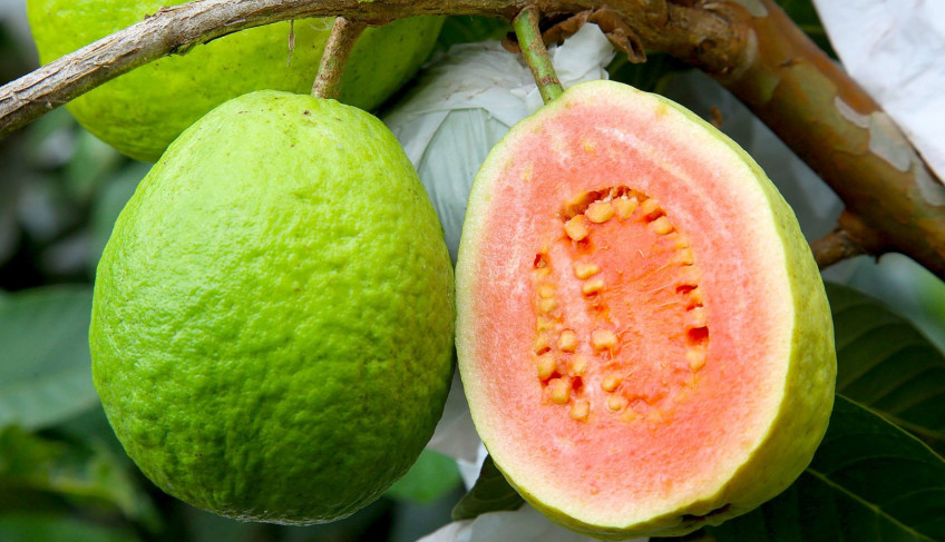 ASN Nacional - Agência Sebrae de Notícias