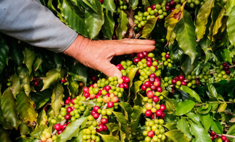 ASN Nacional - Agência Sebrae de Notícias