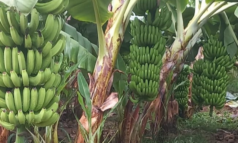 ASN Nacional - Agência Sebrae de Notícias